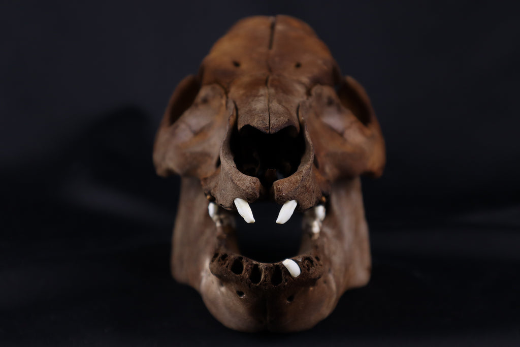 Fyri Stained Pig Skull