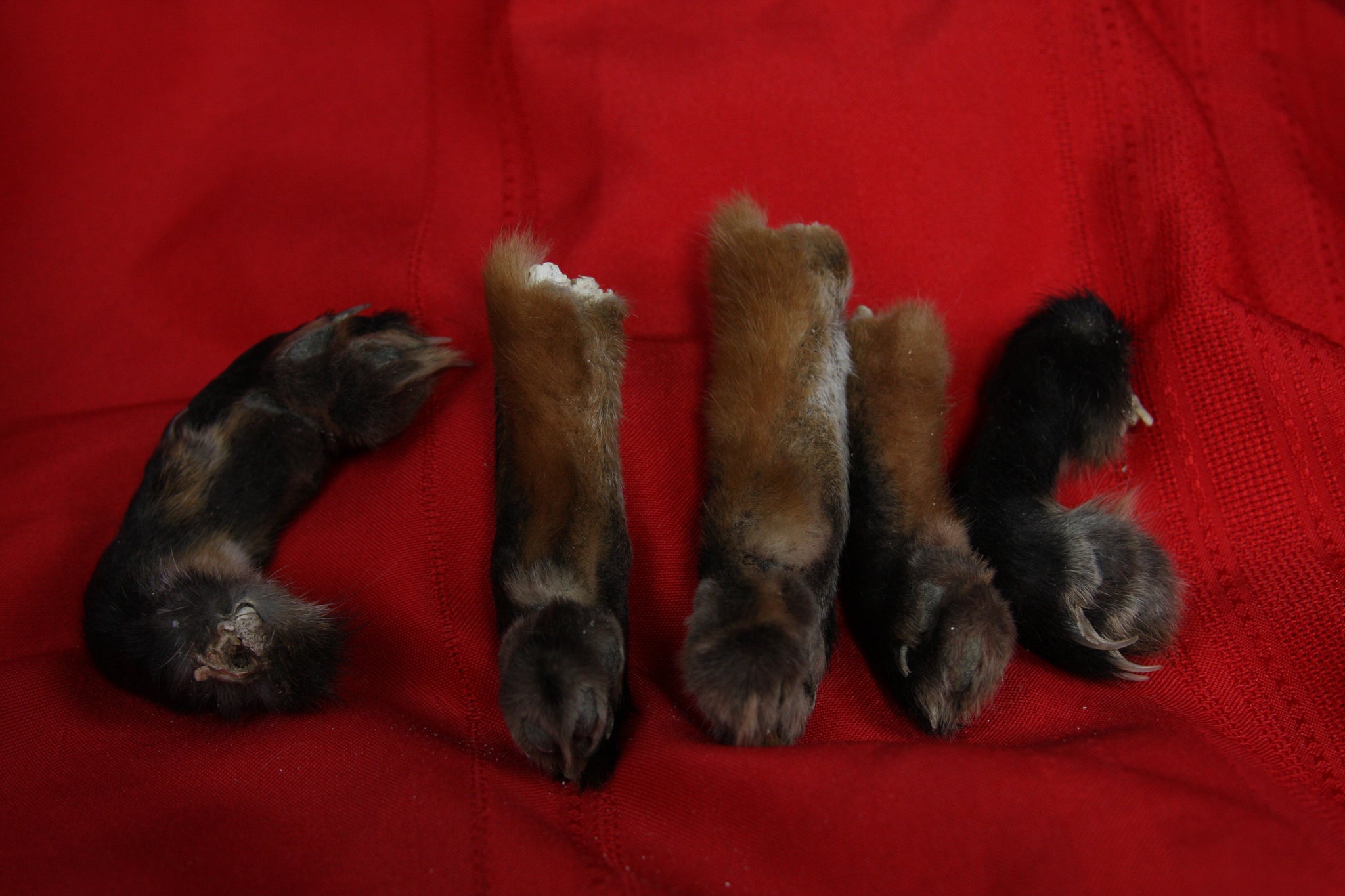 Red Fox Paws