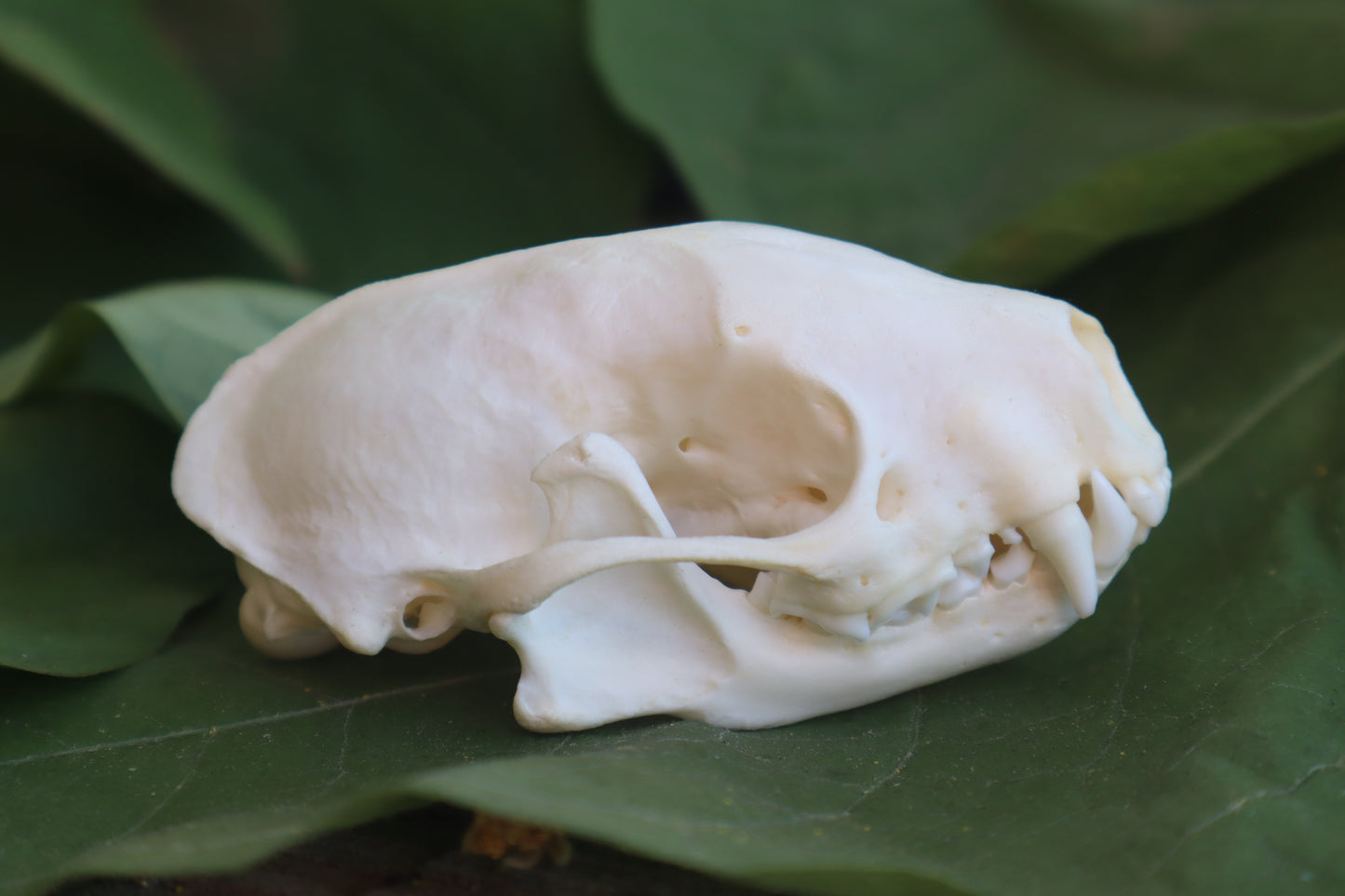 Striped Skunk Skull