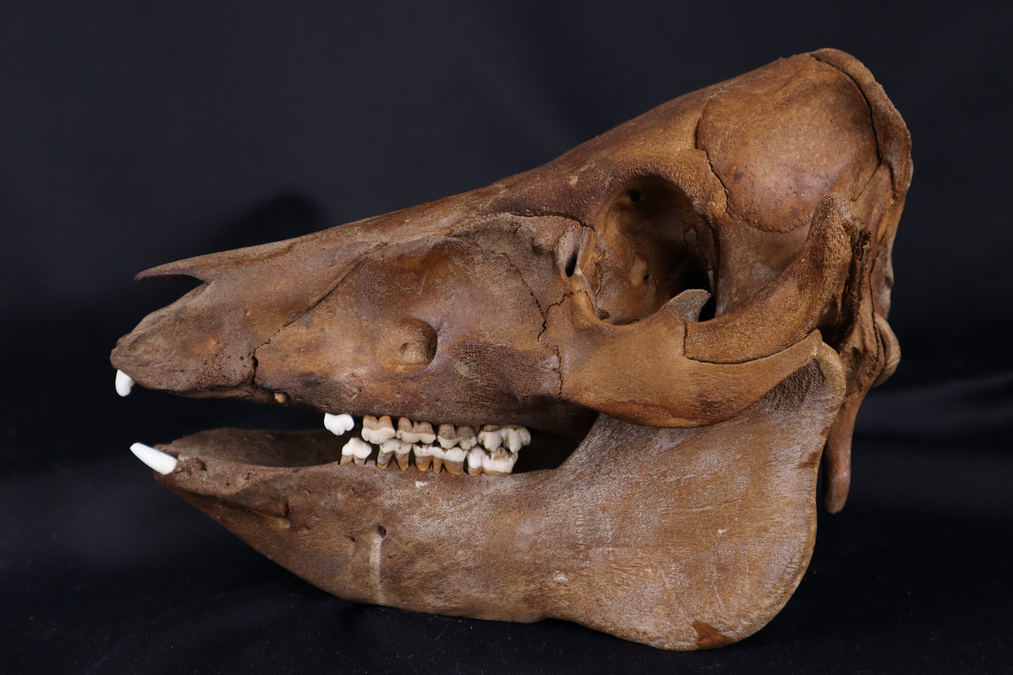 Fyri Stained Pig Skull