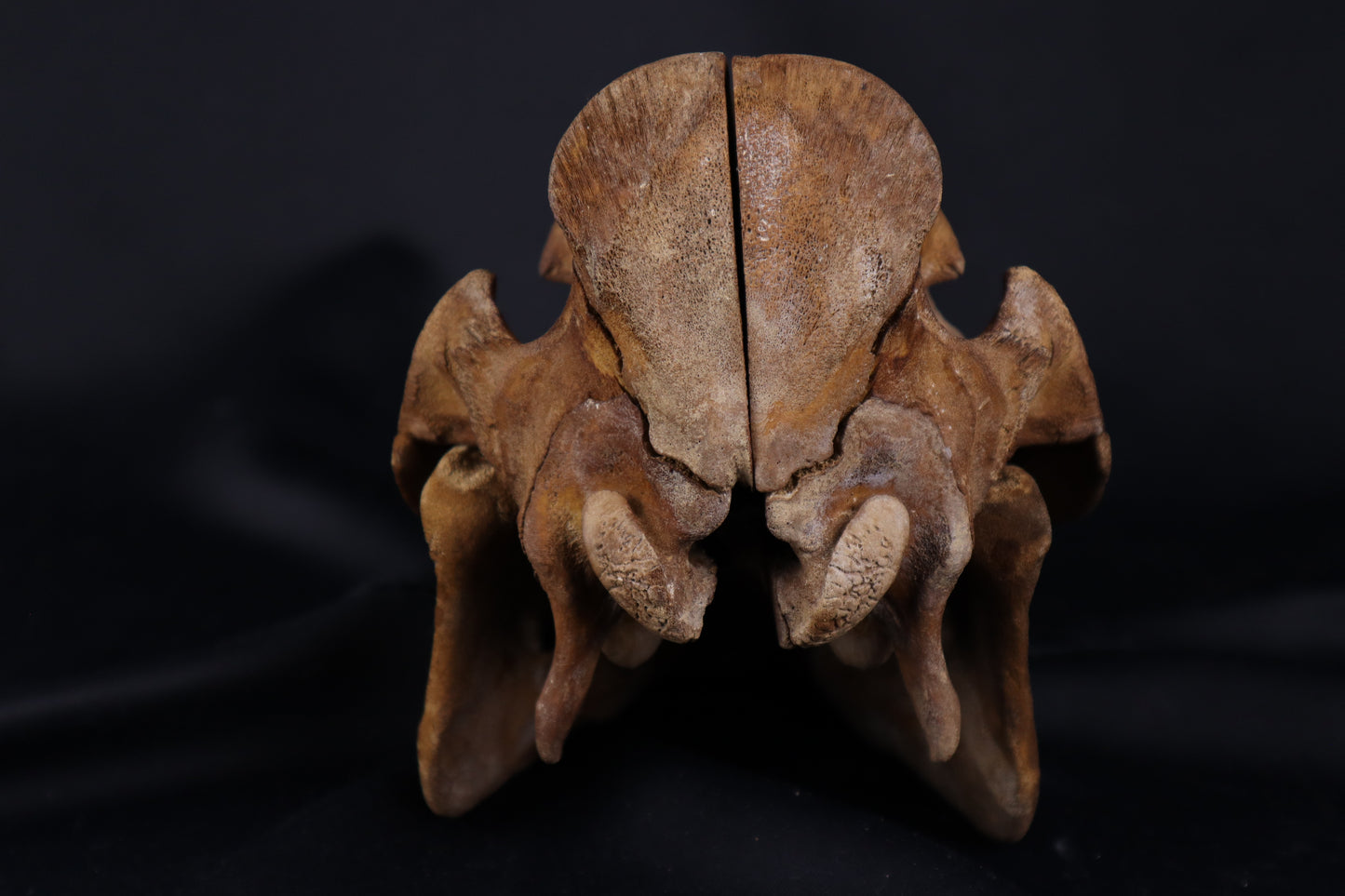 Fyri Stained Pig Skull