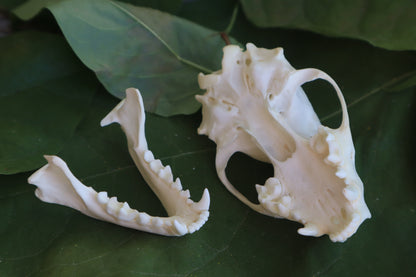 Striped Skunk Skull