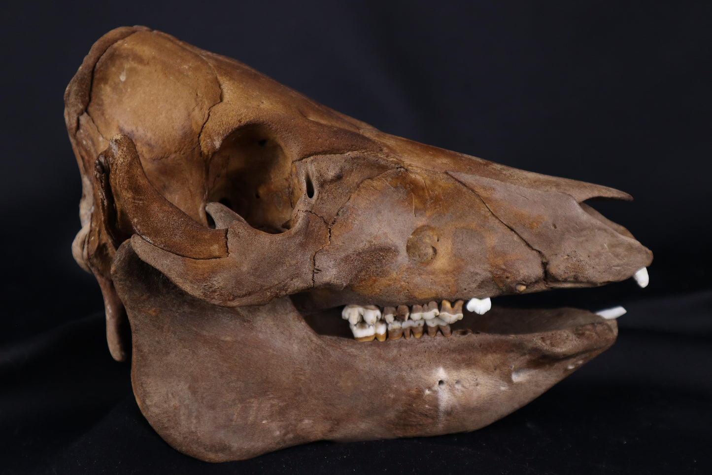 Fyri Stained Pig Skull