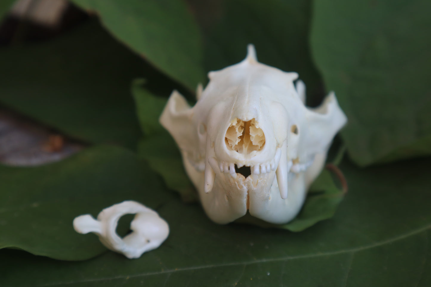 Opossum Skull and Atlas Vertebrae