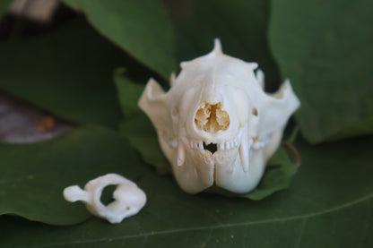 Opossum Skull and Atlas Vertebrae