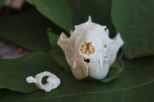 Opossum Skull and Atlas Vertebrae
