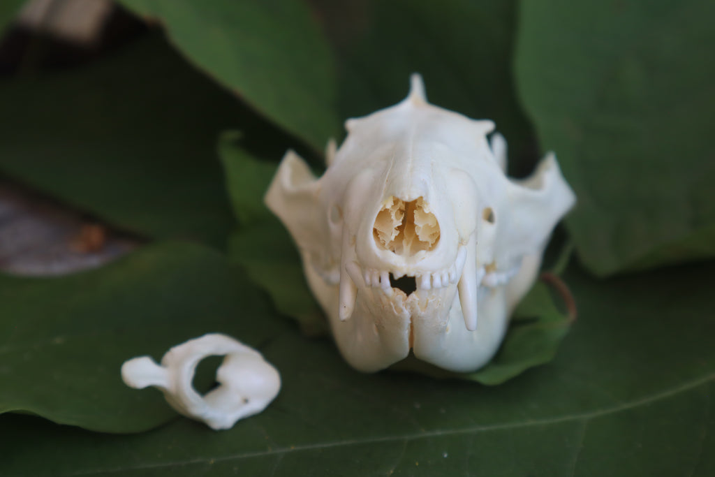 Opossum Skull and Atlas Vertebrae