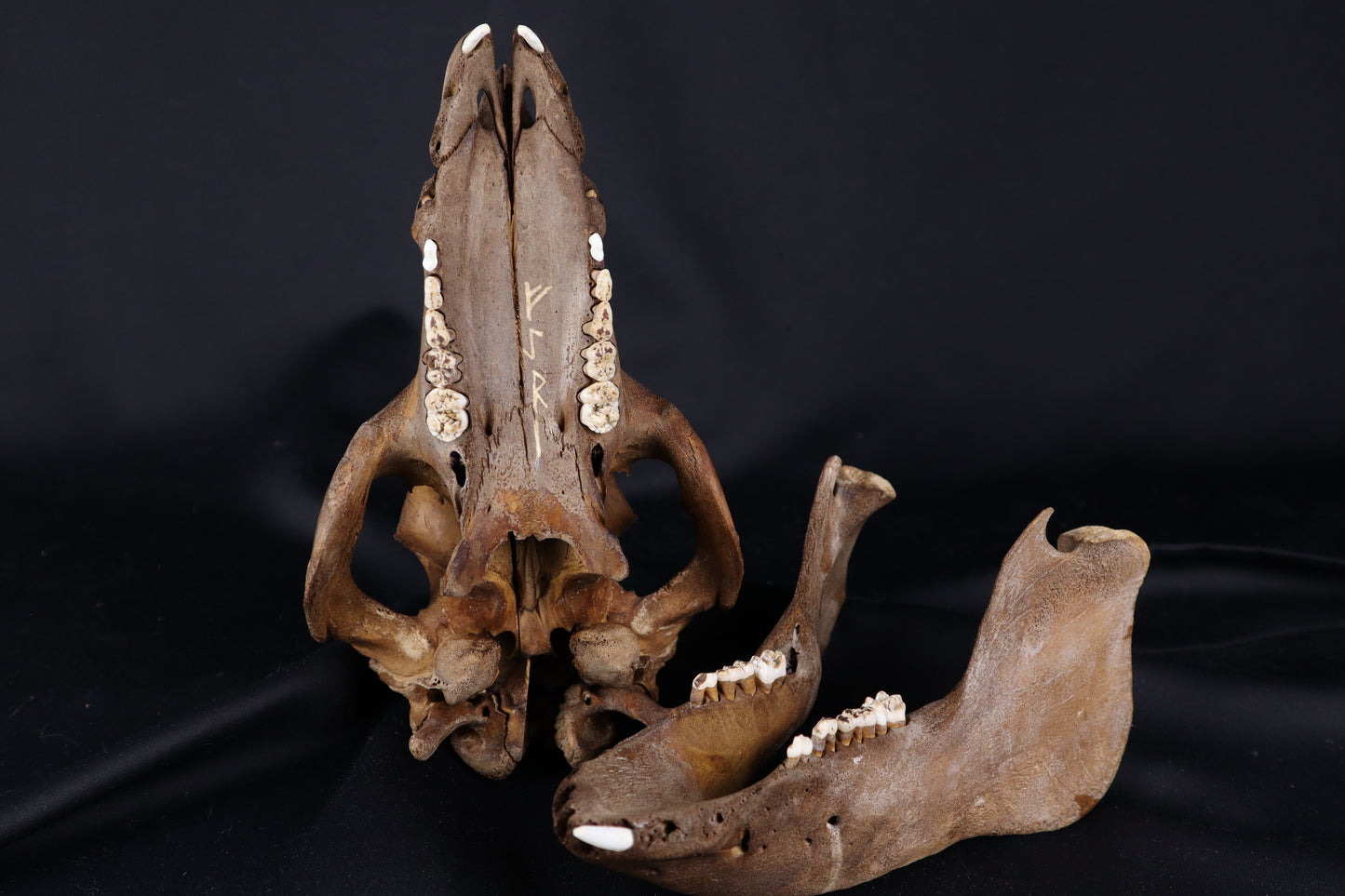 Fyri Stained Pig Skull
