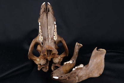 Fyri Stained Pig Skull