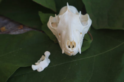 Opossum Skull and Atlas Vertebrae