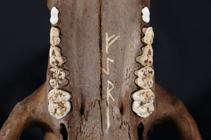 Fyri Stained Pig Skull