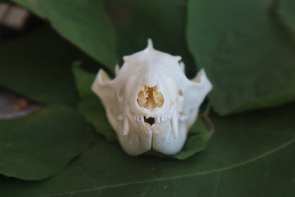 Opossum Skull and Atlas Vertebrae