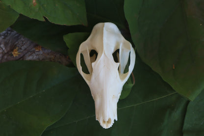 Opossum Skull and Atlas Vertebrae