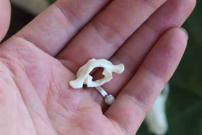Opossum Skull and Atlas Vertebrae
