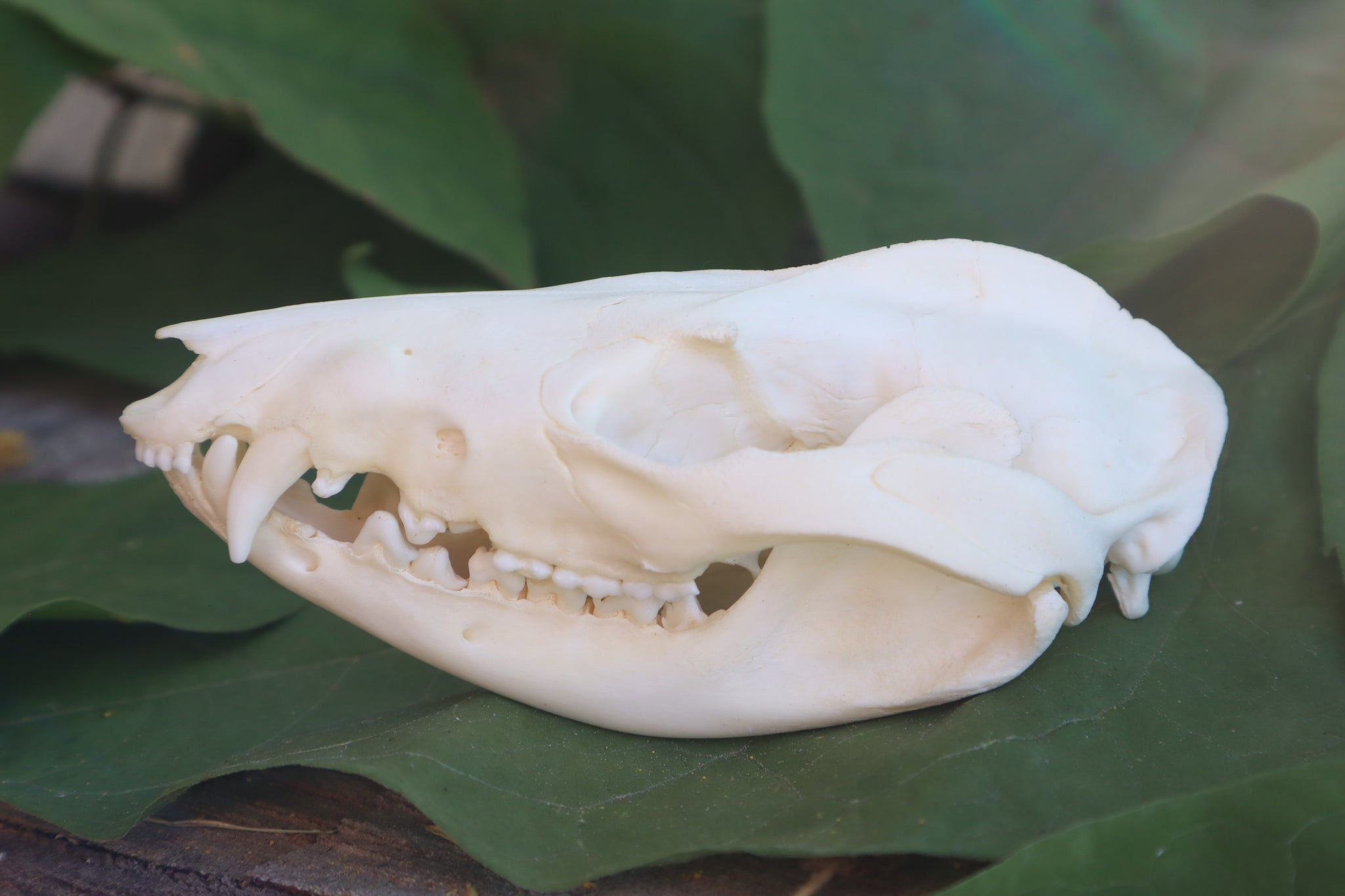 Opossum Skull and Atlas Vertebrae