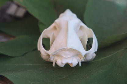 Opossum Skull and Atlas Vertebrae