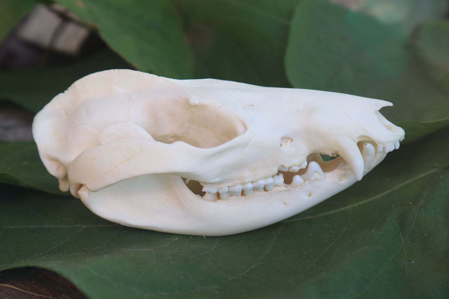 Opossum Skull and Atlas Vertebrae