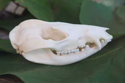 Opossum Skull and Atlas Vertebrae