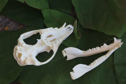 Opossum Skull and Atlas Vertebrae