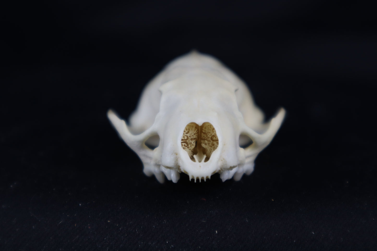 Craft Mink Skull