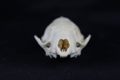 Craft Mink Skull