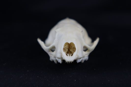 Craft Mink Skull