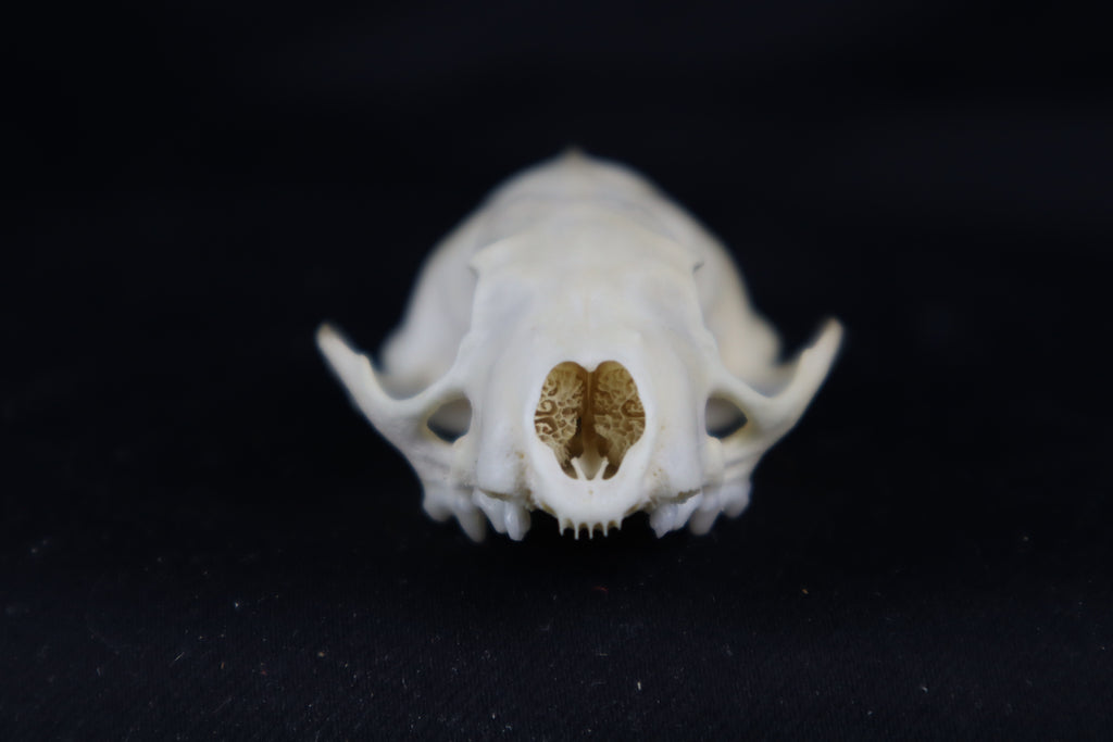 Craft Mink Skull