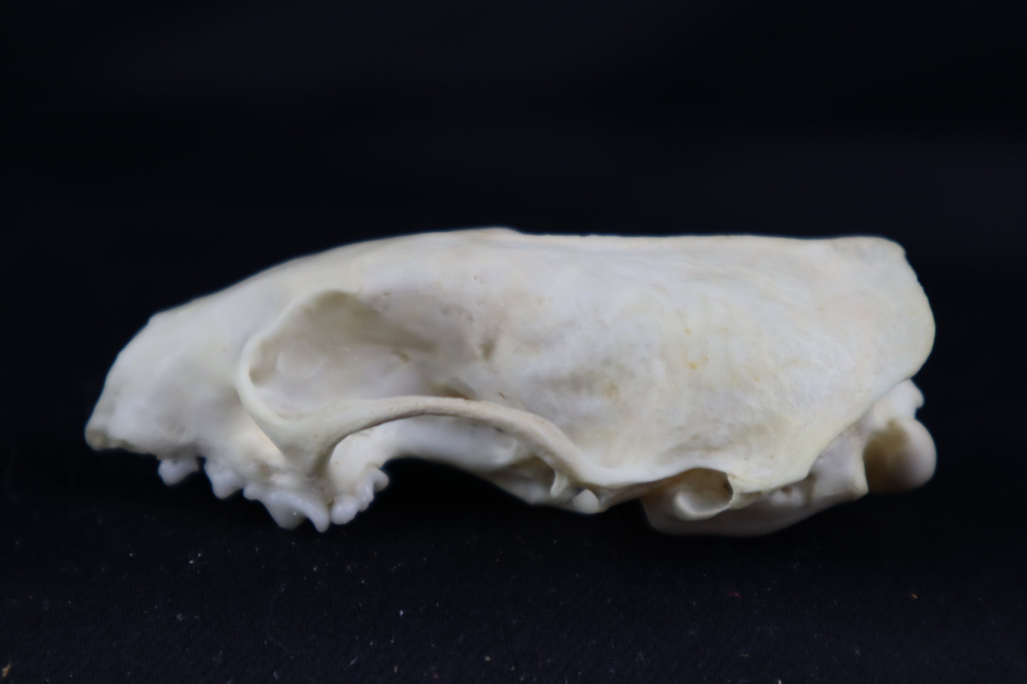 Craft Mink Skull