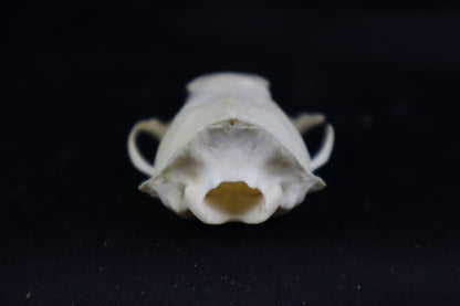 Craft Mink Skull