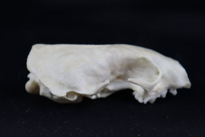 Craft Mink Skull