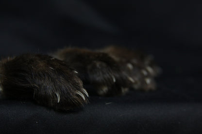 Marten Paws