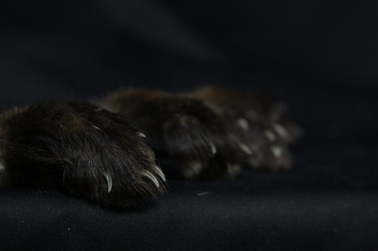 Marten Paws
