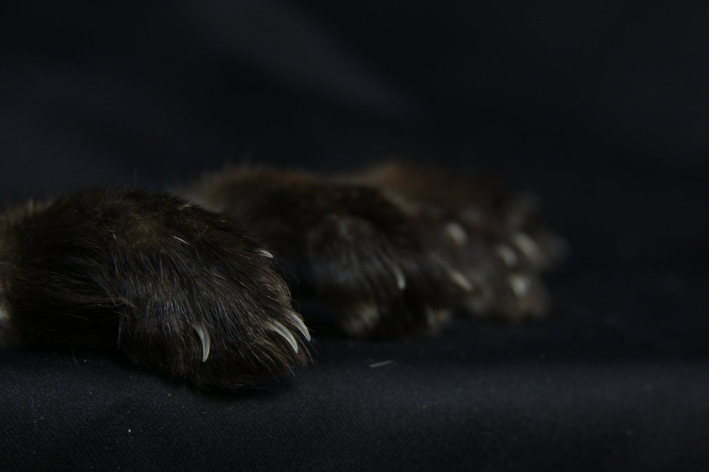 Marten Paws