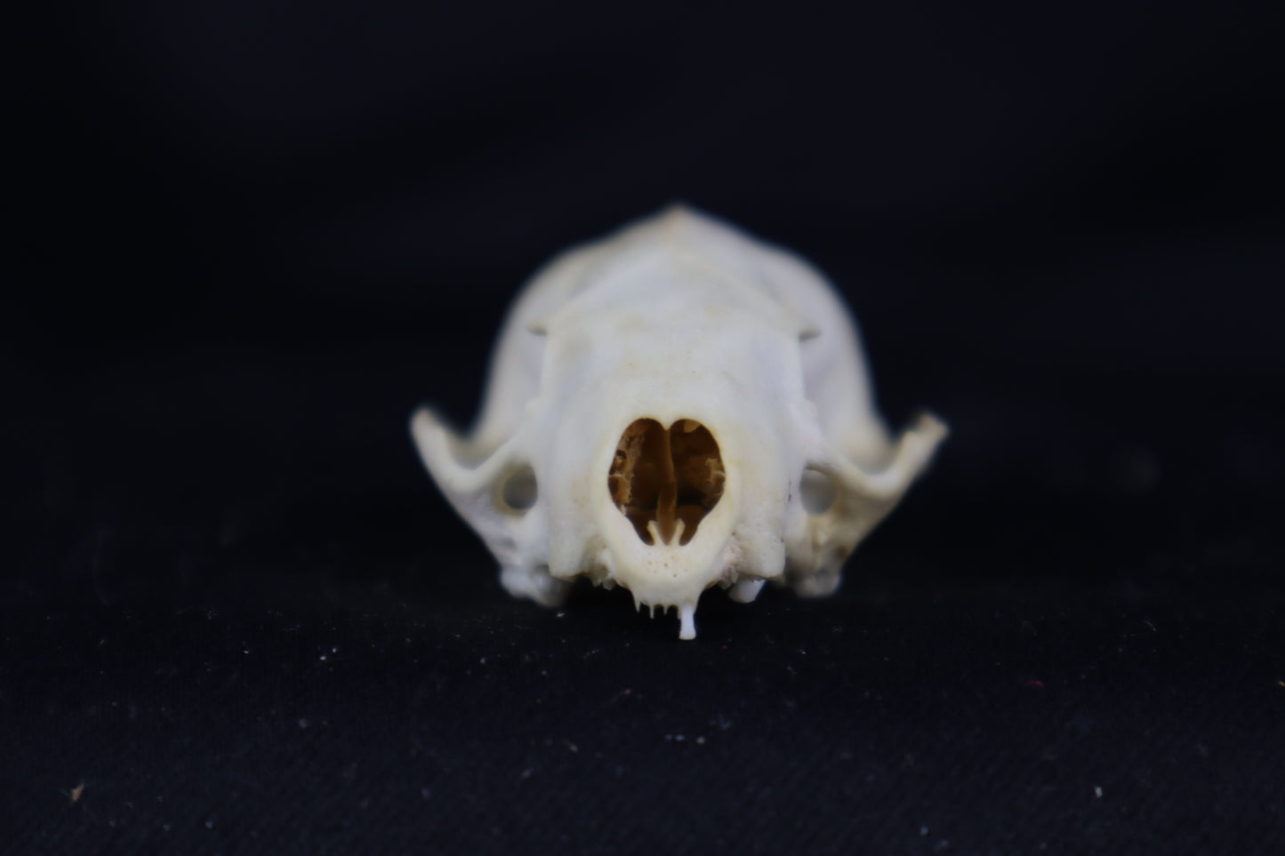 Craft Mink Skull