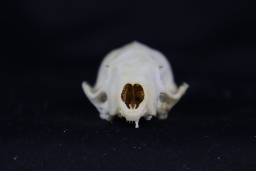 Craft Mink Skull