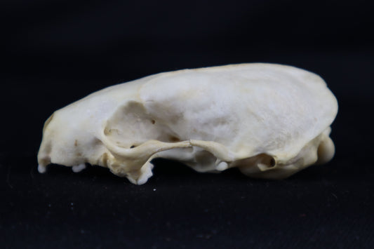Craft Mink Skull