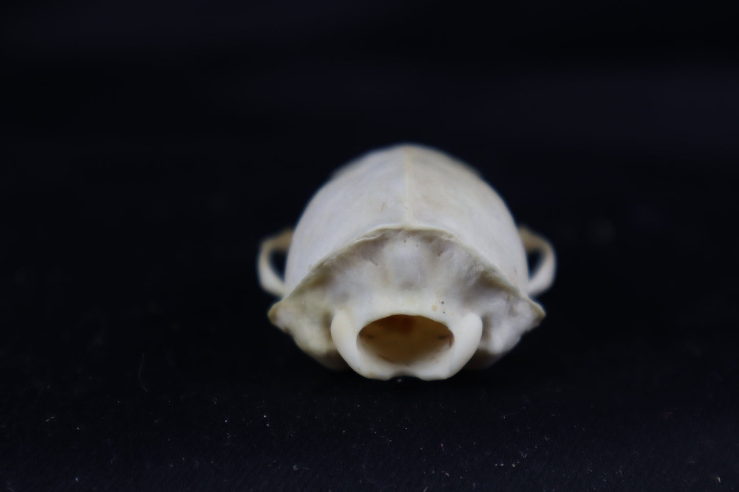 Craft Mink Skull