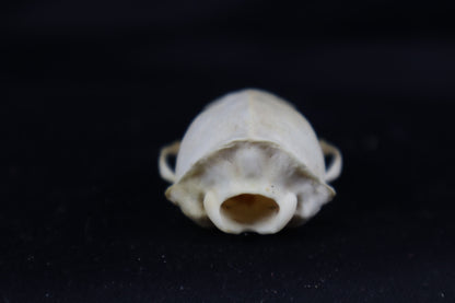 Craft Mink Skull