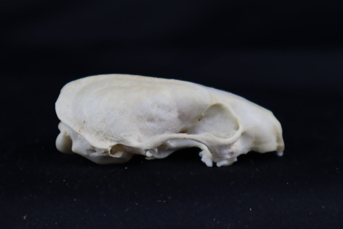 Craft Mink Skull