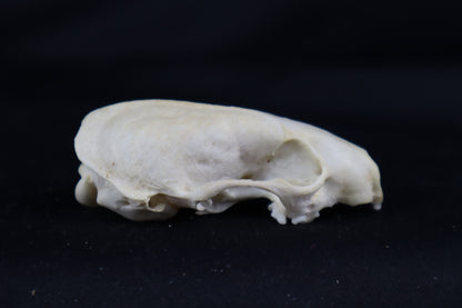 Craft Mink Skull