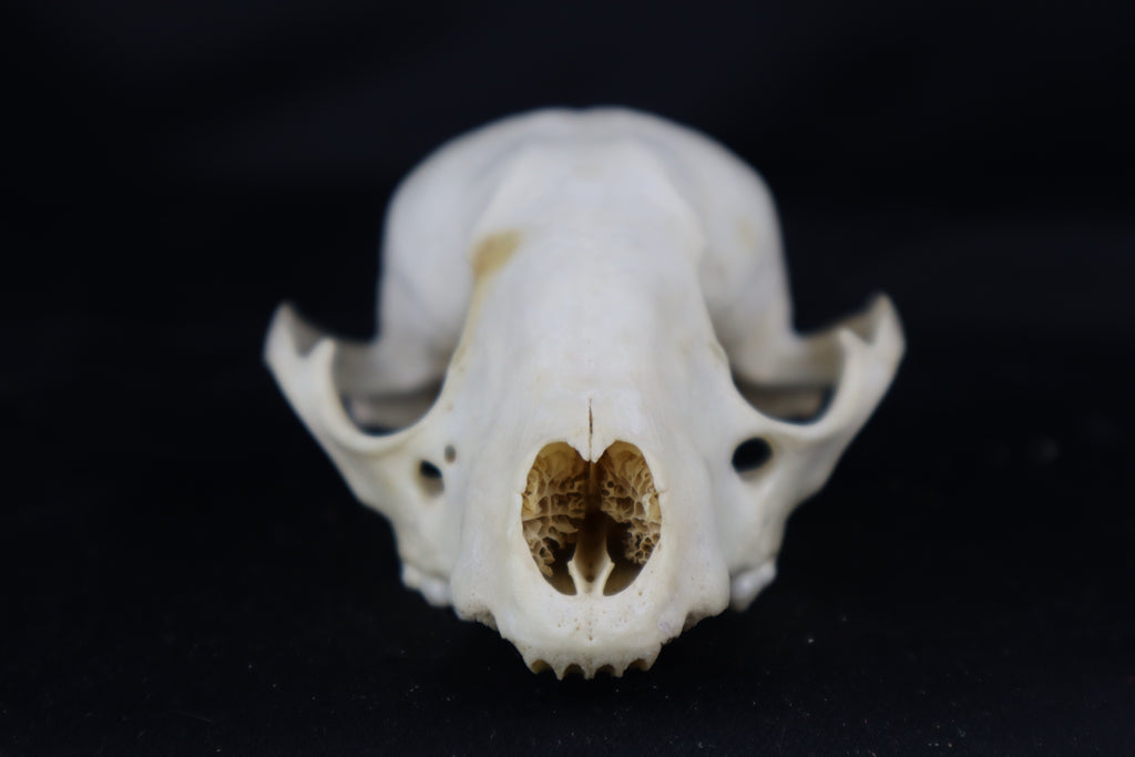 Craft Raccoon Skull