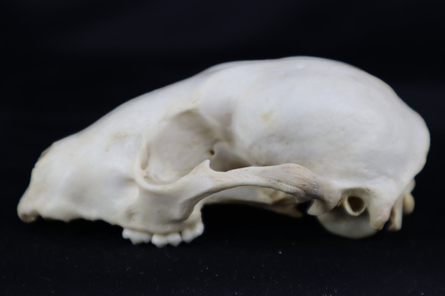 Craft Raccoon Skull