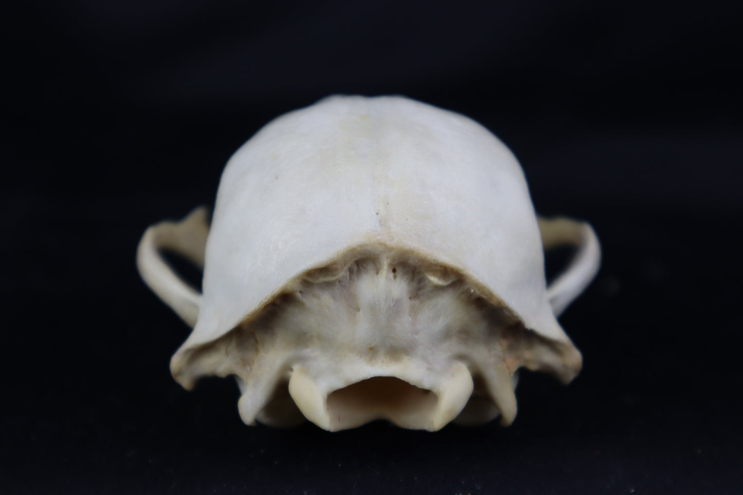 Craft Raccoon Skull