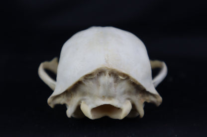 Craft Raccoon Skull