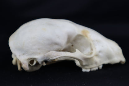 Craft Raccoon Skull