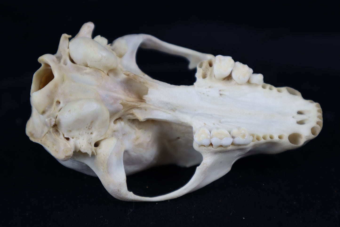 Craft Raccoon Skull