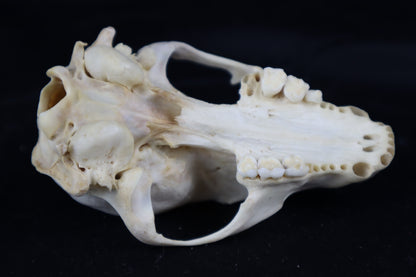 Craft Raccoon Skull