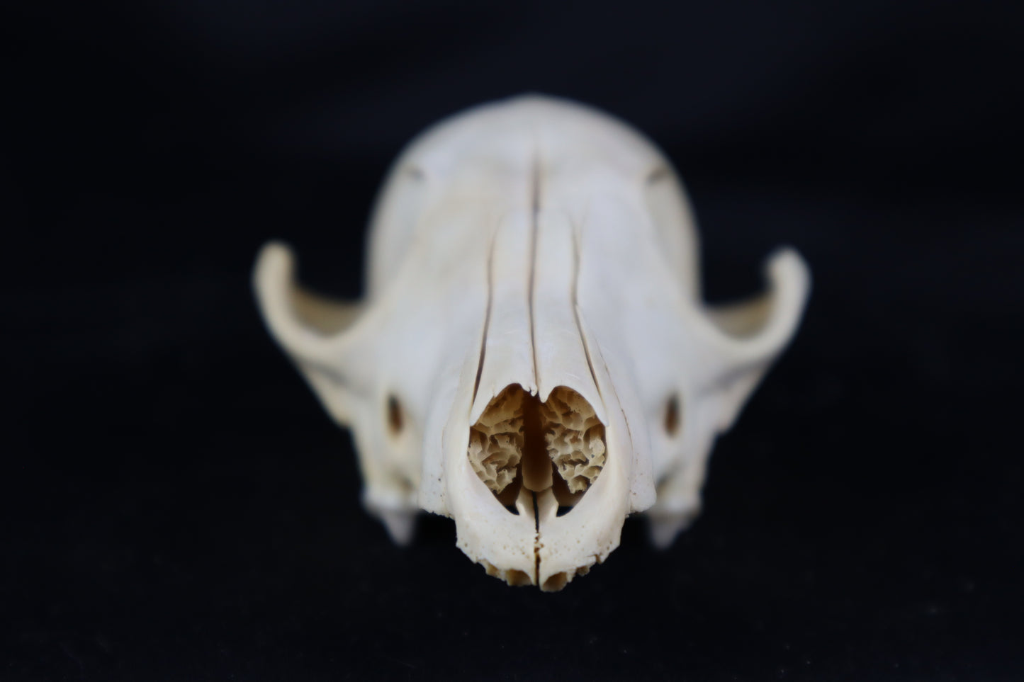 Craft Red Fox Skull