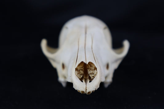 Craft Red Fox Skull