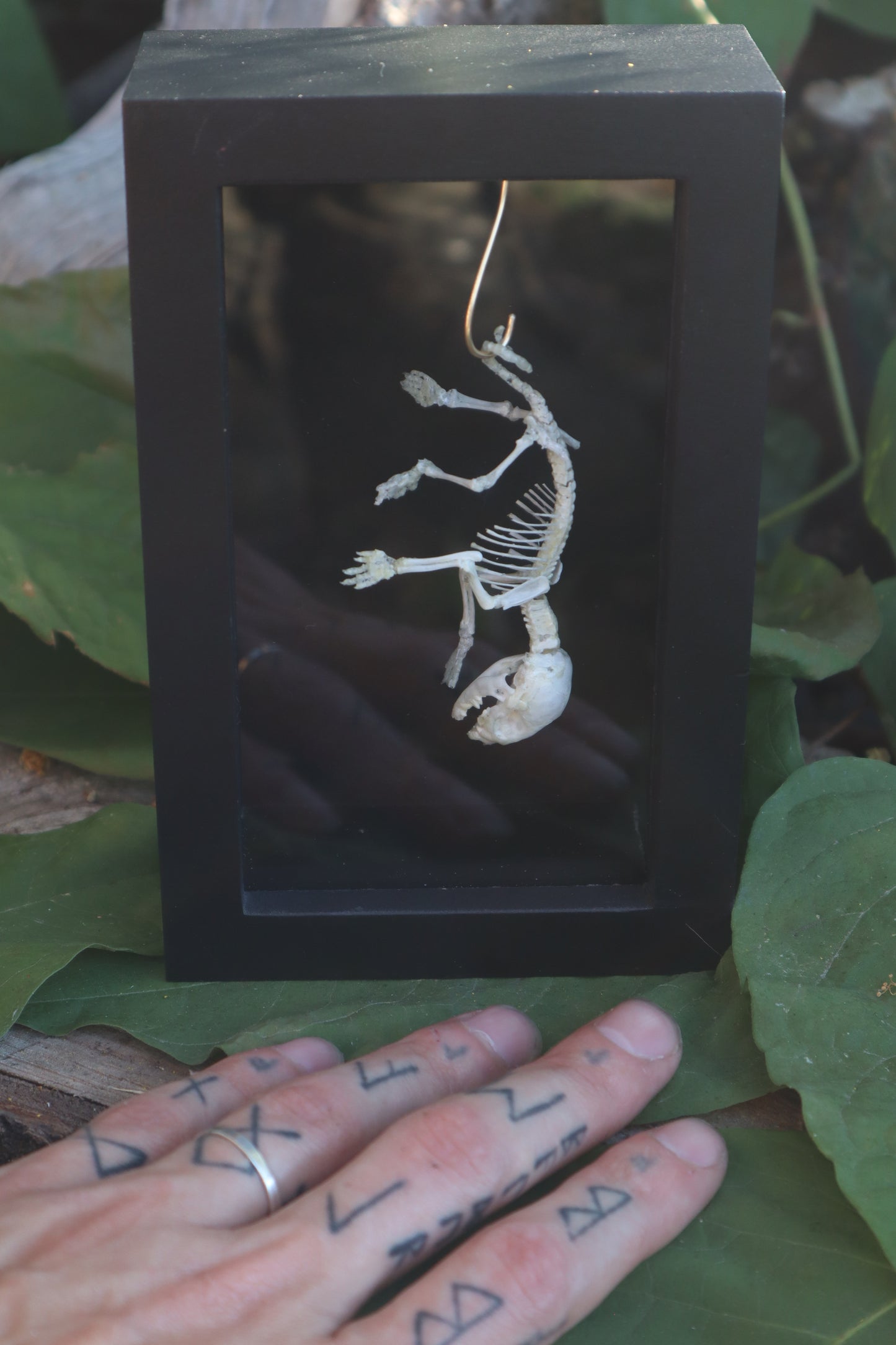 Opossum Joey Articulation
